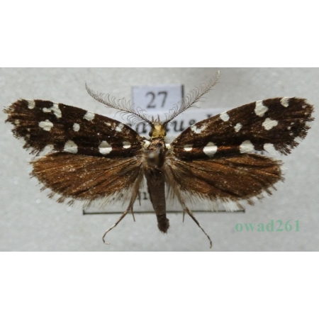 Euplocamus anthracinalis (Scopoli, 1763) Mól ozdobny Czech27